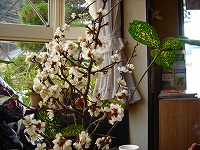 テーブルには春の装いです