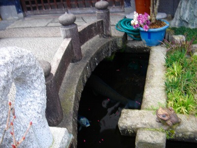 巨大な鯉がいます